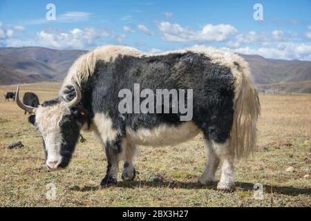 Große pelzige Hausyak (Bos grunniens) im Grasland von Tagong, Kangding, Garzê Tibetische Autonome Präfektur, Sichuan, China Stockfoto