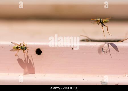 Zwei europäische Papierwespen (Polistes dominula) fliegen um ein kleines Nest Stockfoto