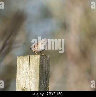 Ein Dunnock (UK) auf einem Zaunpfosten. Stockfoto