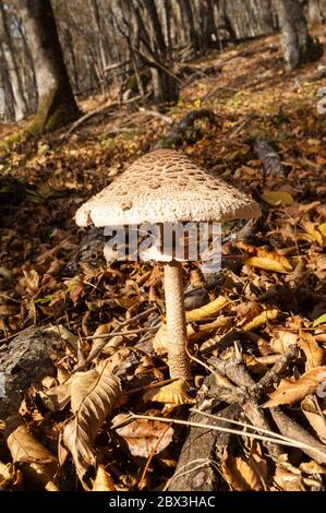 Sonnenschirmpilz (Macrolepiota procera oder Lepiota procera) wächst im sonnigen Herbstwald mit trockenen Blättern Stockfoto