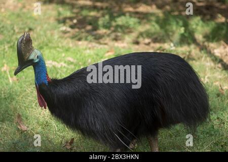 Ganzkörperaufnahme eines südlichen Kasuarius (Casuarius casuarius), bekannt als die Doppelkastanie, die auf Gras steht. Stockfoto