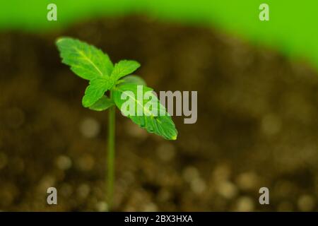 Junge Pflanze von Unkraut Cannabis mit Blättern in der Nähe wachsen im Boden. Kopierbereich. Stockfoto