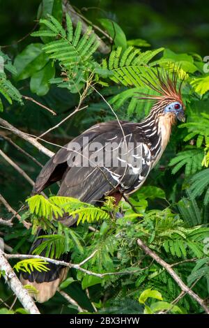 Hoatzin (Ophisthocomus hoazin) im peruanischen Amazonas Stockfoto