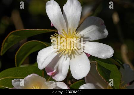 Camellia sasanqua 'Rainbow' ist ein kräftiger, aufrechter Großstrauch, der duftende einzelne weiße Blüten mit goldgelben Staubgefäßen hervorbringt. Stockfoto