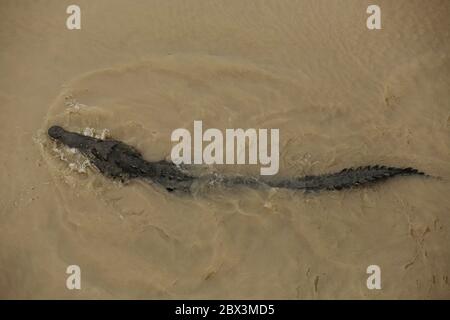 Wildes amerikanisches Krokodil (Crocodylus acutus) in einem Flusssandufer. Gefährliches Reptil im Schlamm Wasser von Tarcoles, Carara Nationalpark, Costa Rica Stockfoto