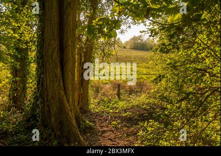 Lücke Im Country Pathway Auf Offene Felder. Stockfoto