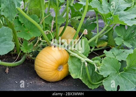 Gelbe Kürbisse 'Sunlight PMR' Sorte, die im Tunnel reift, schwarze Plastikmulch 'Cucurbita pepo'. Stockfoto