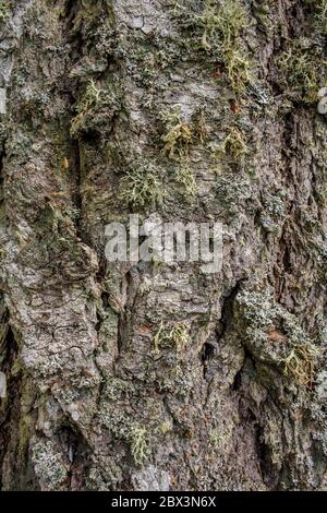 Detail verschiedener Flechtenarten, die auf Rinde von Douglas Fir, Pseudotsuga menziesii, Baum wachsen Stockfoto