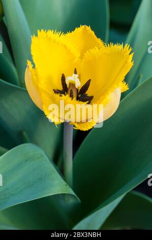 Nahaufnahme von tulipa Crystal Star. Eine einzelne, mit Fransen besäumte gelbe Tulpe, die zur umsäumten Gruppe der Tulpen Division 7 gehört Stockfoto