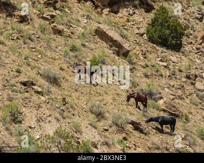 Wild Horses, Main Canyon Trail, Little Book Cliffs Wild Horse Range, Little Book Cliffs Wilderness Study Area in der Nähe von Palisade, Colorado. Stockfoto