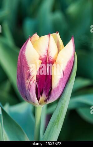 Nahaufnahme von tulipa Gavota. Eine einzelne blühende dunkelburgunderrote und blassgelbe Tulpe, die zur Triumphgruppe der Tulpen Division 3 gehört Stockfoto