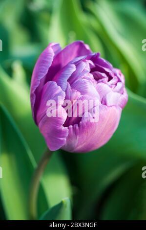 Tulipa Blue Diamond. Eine lila Pfingstrose blühte Tulpe, die im späten Frühjahr & Frühsommer blüht. .EINE doppelte spätblühende Tulpe der Abteilung 11 Gruppe Stockfoto