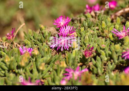 Leuchtend rosa hängenden Eispflanzen Blumen (Delosperma cooperi) Stockfoto