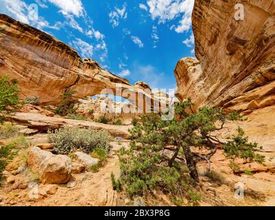 Sonnige Aussicht auf die Hickman Bridge des Capitol Reef National Park in Utah Stockfoto