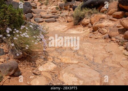 Wunderschöne Landschaft rund um den Hickman Bridge Trail des Capitol Reef National Park in Utah Stockfoto