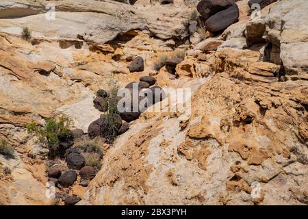 Wunderschöne Landschaft rund um den Hickman Bridge Trail des Capitol Reef National Park in Utah Stockfoto