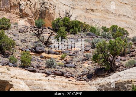 Wunderschöne Landschaft rund um den Hickman Bridge Trail des Capitol Reef National Park in Utah Stockfoto