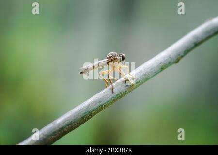 libelle in den Bäumen, Frühling Natur grün Garut West Java Indonesian Asia Stockfoto