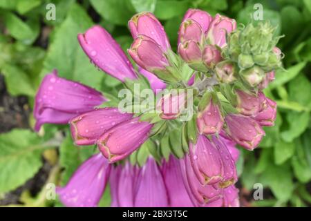 Ein Detail von lila Fuchshandschuh Blumen Digitalis purea. Ein Nahaufnahme Foxglove ultra violett blüht auf der Wiese im Sommer Stockfoto