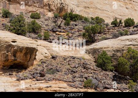 Wunderschöne Landschaft rund um den Hickman Bridge Trail des Capitol Reef National Park in Utah Stockfoto