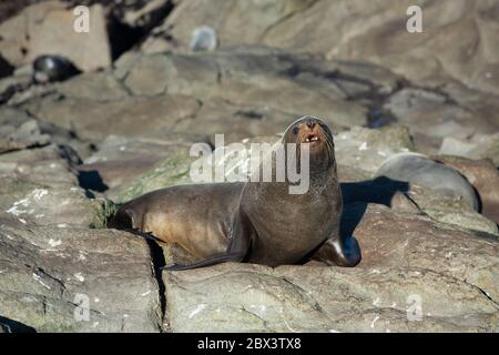 Seehund. Seelöwe posiert auf einem Felsen am Katiki Point Lighthouse, Moeraki, Südinsel, Neuseeland. Stockfoto