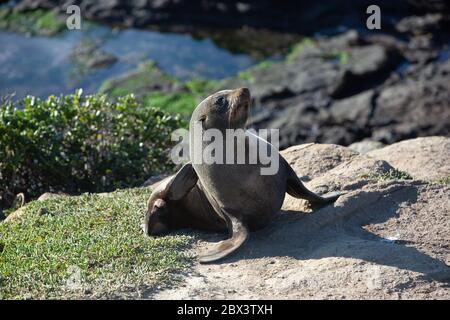 Seehund. Seelöwe posiert auf einem Felsen am Katiki Point Lighthouse, Moeraki, Südinsel, Neuseeland. Stockfoto