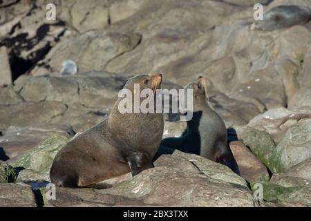 Seehund. Seelöwe posiert auf einem Felsen am Katiki Point Lighthouse, Moeraki, Südinsel, Neuseeland. Stockfoto