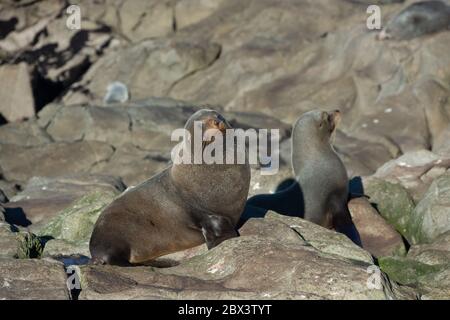 Seehund. Seelöwe posiert auf einem Felsen am Katiki Point Lighthouse, Moeraki, Südinsel, Neuseeland. Stockfoto