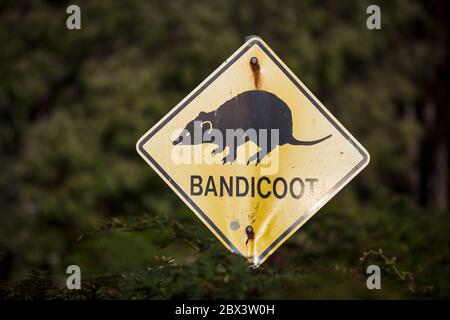 Albany Western Australia 11. November 2019 : Nahaufnahme der gelben Warnschilder am Straßenrand, die Autofahrer auf das Vorhandensein von Bandicoots in der aufmerksam machen Stockfoto