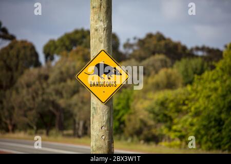 Albany Western Australia 11. November 2019 : Nahaufnahme der gelben Warnschilder am Straßenrand, die Autofahrer auf das Vorhandensein von Bandicoots in der aufmerksam machen Stockfoto