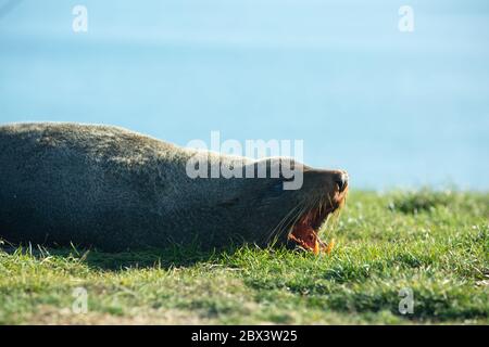 Seehund. Seelöwe posiert auf einem Felsen am Katiki Point Lighthouse, Moeraki, Südinsel, Neuseeland. Stockfoto