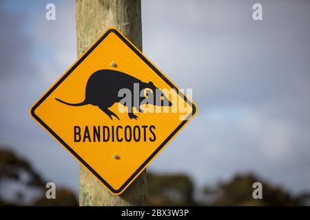 Albany Western Australia 11. November 2019 : Nahaufnahme der gelben Warnschilder am Straßenrand, die Autofahrer auf das Vorhandensein von Bandicoots in der aufmerksam machen Stockfoto