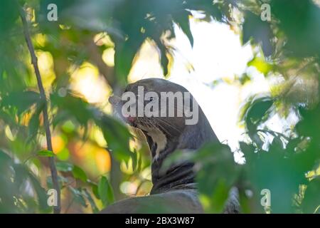 Der Riese River Otter blickt von einem Rastplatz im Dschungel im Pantanal in Brasilien Stockfoto