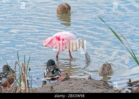 Roseate Löffler auf der Suche nach Nahrung im Port Aransas Birding Center Stockfoto