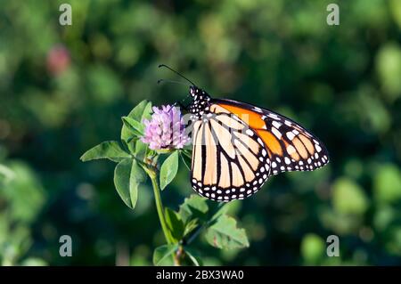 Ein Monarchschmetterling, der im Spätsommer auf rotem Klee füttert. Stockfoto