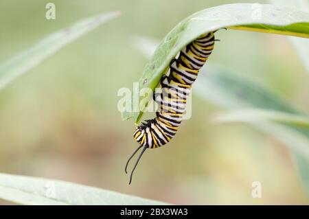 Monarch Raupe essen eine Milkweed Pflanze. Stockfoto