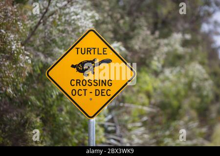 Albany Western Australia 11. November 2019 : Nahaufnahme der saisonalen Straßenrand gelbe Warnschilder warnen Autofahrer auf die Anwesenheit von Schildkröten Stockfoto