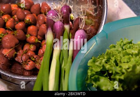 Frische Erdbeeren, rot-grüner BIBB-Salat und rote Frühlingszwiebeln von einem lokalen Delaware CSA-Betrieb (Community Supported Agriculture). Stockfoto