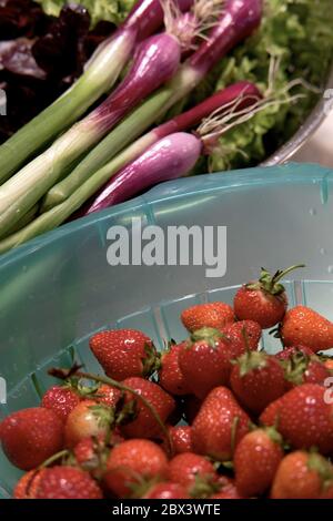 Frische Erdbeeren, rot-grüner BIBB-Salat und rote Frühlingszwiebeln von einem lokalen Delaware CSA-Betrieb (Community Supported Agriculture). Stockfoto
