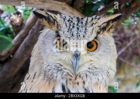 Das Nahaufnahme-Bild der westsibirischen Adlereule (Bubo bubo sibiricus). Es ist eine Unterart der eurasischen Adlereule, die am meisten blass. Stockfoto