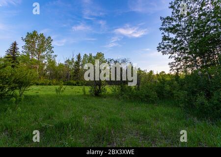 Ein malerischer Blick auf eine natürliche Lichtung, umgeben von einem dichten Wald mit einem schönen dunkelblauen Abendhimmel im Hintergrund Stockfoto