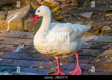 Der Coscoroba-Schwan (Coscoroba coscoroba) ist eine Art von Wasservögeln, die im Süden Südamerikas endemisch ist. Es ist das kleinste der Vögel, die als Schwäne bezeichnet werden. Stockfoto