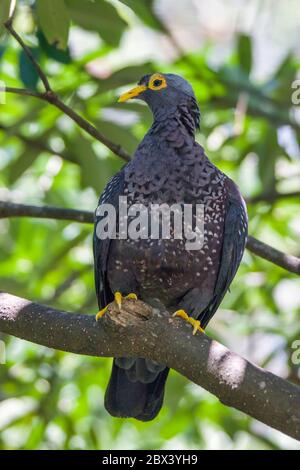 Das Nahaufnahme Bild der afrikanischen Olive Pigeon (Columba arquatrix). Es ist eine Taube, die ein Wohnsitz Brutvogel in viel von Ost-und Süd-Afrika ist Stockfoto