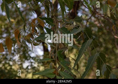 Grüne Neemblätter hängen vom Baum Stockfoto