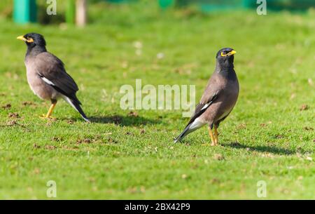 Myna Vögel, auf Gras, Sonnenstrahlen, Park Stockfoto