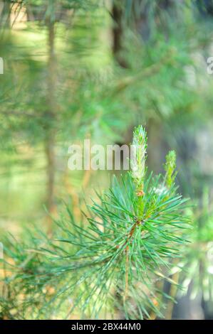 Junge Klumpen sibirischer Zeder auf einem Ast mit Nadeln mit Unschärfe eines Zan Plan erschossen. Nahaufnahme. Stockfoto