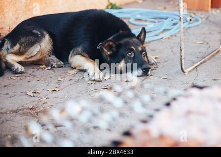Der osteuropäische Schäferhund ist auf einem grünen Rasen Stockfoto