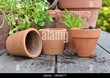 Schließen Sie auf Terracotta Blumentöpfe mit Pflanzen und Schaufel auf einem Tisch im Garten Stockfoto