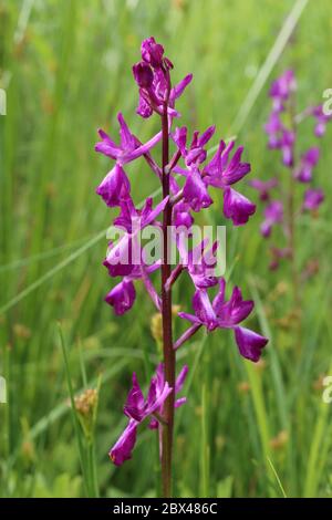 Anacamptis laxiflora, lockere rote Orchidee. Wilde Pflanze im Frühjahr erschossen. Stockfoto