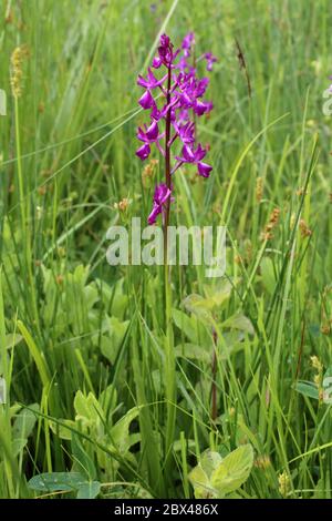 Anacamptis laxiflora, lockere rote Orchidee. Wilde Pflanze im Frühjahr erschossen. Stockfoto